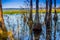 A Bald Cypress along the shore of Lake Louisa Lake in Florida