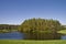 Bald Cypress Cluster on Pond