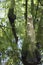 Bald Cypress knees and water reflections at Biedler swamp in South Carolina