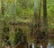 Bald cypress swamp in Big Thicket Preserve, Texas