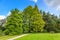 A Bald Cypress, Taxodium distichum and a Dawn Redwood, Metasequoia glyptostroboides