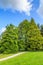 A Bald Cypress, Taxodium distichum and a Dawn Redwood, Metasequoia glyptostroboides