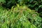 Bald cypress Taxodium distichum infested with cypress twig gall midge Taxodiomyia cupressiananassa  - Davie, Florida, USA