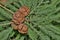 Bald Cypress (Taxodium distichum) isolated leaves and cone seed pods in Houston, TX.