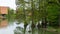 Bald cypress (Taxodium distichum) in the waters of the Szarvas-Holt-KÃ¶rÃ¶s river in Szarvas, Bekes County, Hungary