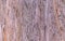 Bald cypress texture