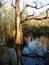 Bald Cypress Tree in 6 Mile Slough