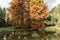 Bald cypress tree in the autumn