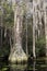 Bald Cypress tree buttress with Spanish Moss in blackwater swamp with lily pads