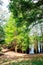 Bald Cypress tree grown in water