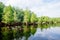 Bald Cypress tree grown in water