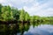 Bald Cypress tree grown in water