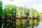 Bald Cypress tree grown in water