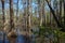 Bald Cypress Trees