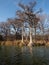 Bald Cypress Trees Along the Frio River in Garner State Park