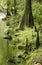 Bald Cypress Trees on the banks of the river