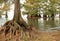 Bald Cypress Trees at the Edge of Lake