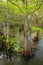 Bald cypress trees growing in a swampy area in Florida