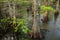 Bald cypress trees growing in a swampy area in Florida