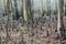 Bald Cypress Trees and Knees in Congaree National Park in Winter