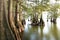 Bald Cypress Trees at the Lakes Edge as the Sun Begins to Set