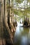 Bald Cypress Trees at the Lakes Edge as the Sun Begins to Set