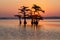 Bald Cypress trees, Reelfoot Lake, Tennessee State Park