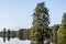 Bald Cypress Trees at Stumpy Lake