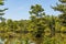 Bald Cypress Trees at Stumpy Lake in Virginia Beach, Virginia