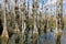 Bald Cypress Trees, Taxodium distichum, swamp, Everglades National Park, Florida, USA