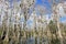 Bald Cypress Trees, Taxodium distichum, swamp, Everglades National Park, Florida, USA