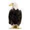 Bald Eagle (22 years) - Haliaeetus leucocephalus