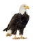 Bald Eagle (22 years) - Haliaeetus leucocephalus