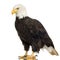 Bald Eagle (22 years) - Haliaeetus leucocephalus