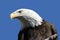 Bald Eagle 3