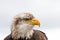 Bald eagle