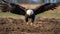 Bald Eagle In Action: A Captivating 8k Photo With Forced Perspective