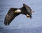 Bald Eagle adult in flight  against blue sky