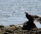 Bald Eagle along shoreline, Alert Bay, BC