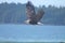 Bald Eagle American Bird Wind