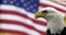 Bald eagle and American flag