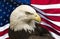 Bald Eagle and American Flag