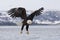 Bald eagle approaching for landing on ice in bay in Homer, Alaska