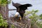 Bald Eagle Arriving at the nest, British Columbia, Canada