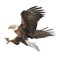 Bald eagle attack swoop hand draw and paint color on white background vector