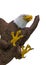 Bald eagle attacking on white background close up