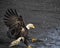 Bald Eagle on the beach at Katchemak Bay