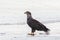 Bald Eagle on the beach looking for food carried by the tides