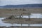 Bald eagle Billy Frank Jr. Nisqually National Wildlife Refugen