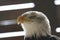 Bald Eagle bird